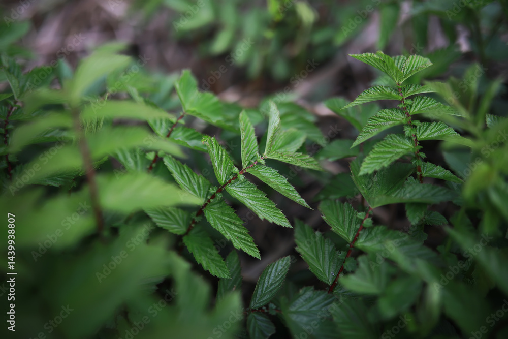 Close-Up of Fresh Green Foliage in Nature with Detailed Leaf Texture