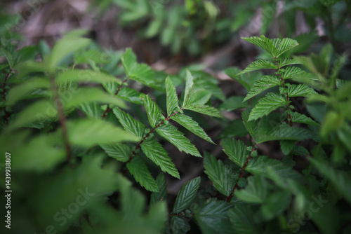 Obraz na płótnie Close-Up of Fresh Green Foliage in Nature with Detailed Leaf Texture w salonie