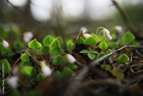 Obraz na płótnie Close-Up of Delicate Forest Wildflowers with Dewdrops on Green Leaves in Early Morning Light w salonie