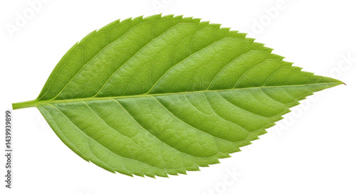 Isolated Green Leaf Texture
