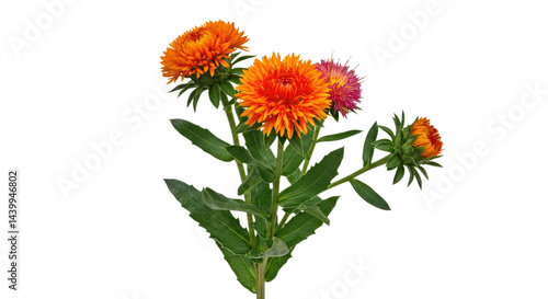 Canvas Print Fresh Safflower Plant Leaves Blooms Isolated White Background Crisp Realistic Cl