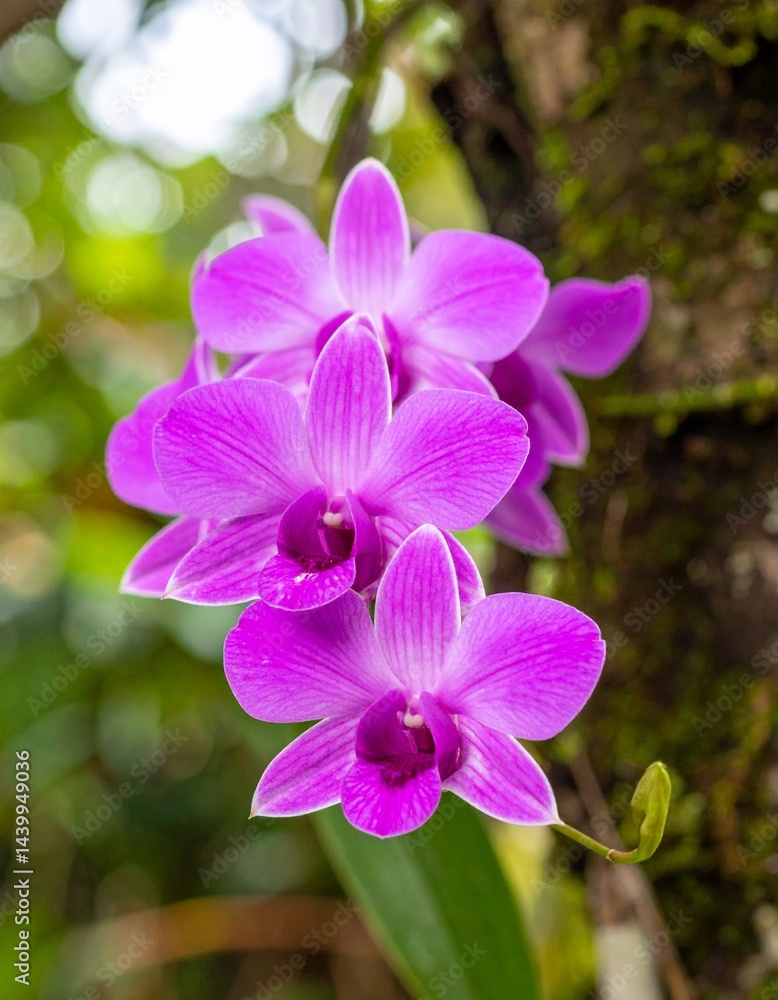 Purple orchid in the forest Purple orchid in the forest