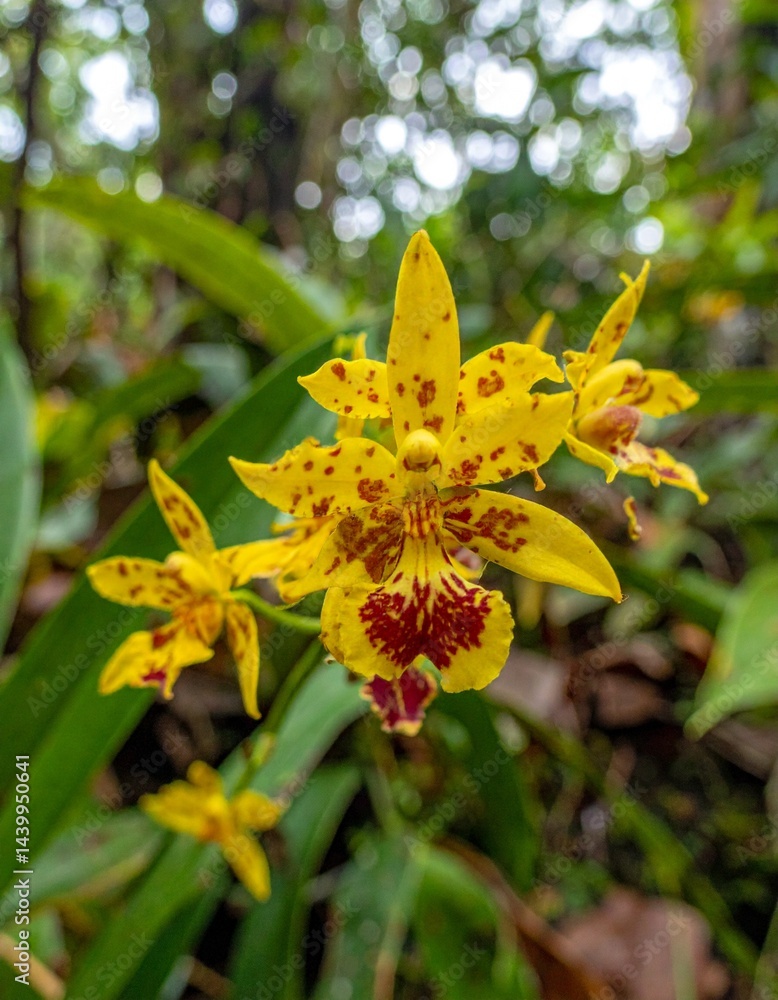 yellow orchid flowers in the forest yellow orchid flowers in the forest
