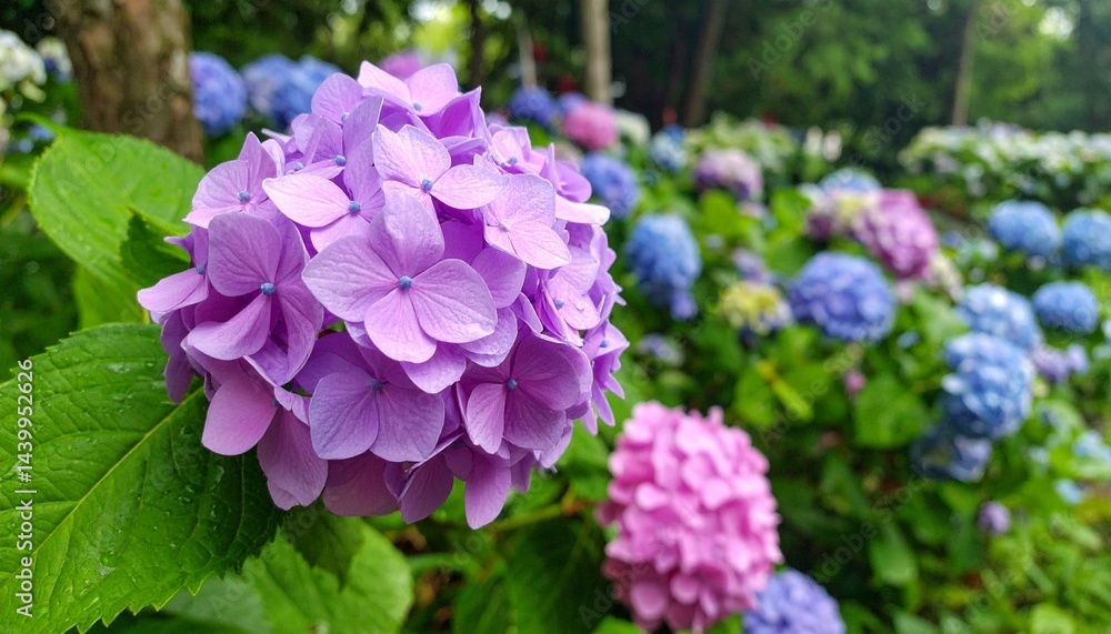 Hydrangea in the garden Hydrangea in the garden
