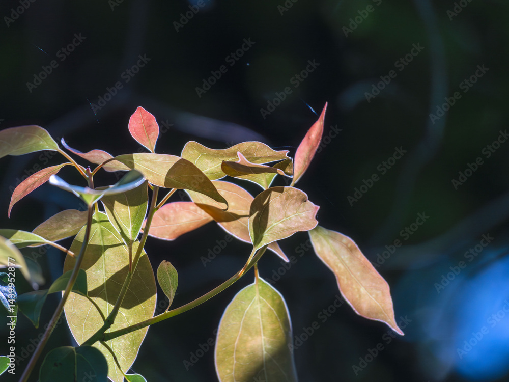 Obraz premium 春の森 木の葉が輝く61