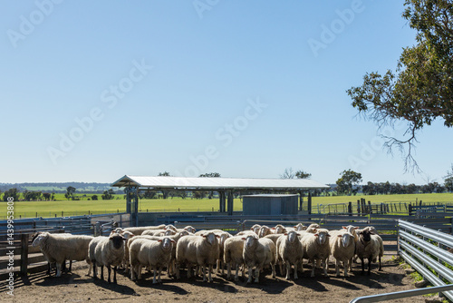 Woolly sheep in sheep yards