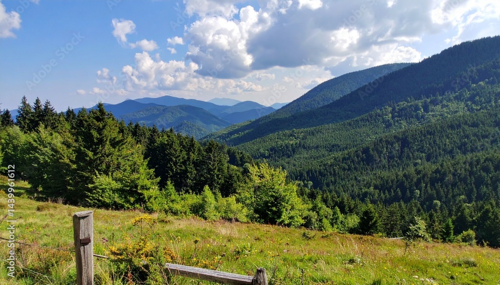 Fototapeta premium Green scenery, forest landscape