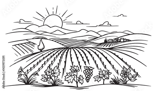 vine plantation hills, trees, clouds on the horizon vector illustration, sketch, silhouette