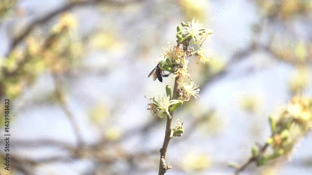 Sage-leaved Alangium is a small tree with fragrant white flowers, twisted branches, and medicinal uses in traditional Ayurvedic practices. Sage-leaved Alangium is a small tree with fragrant white flowers, twisted branches, and medicinal uses in traditional Ayurvedic practices.