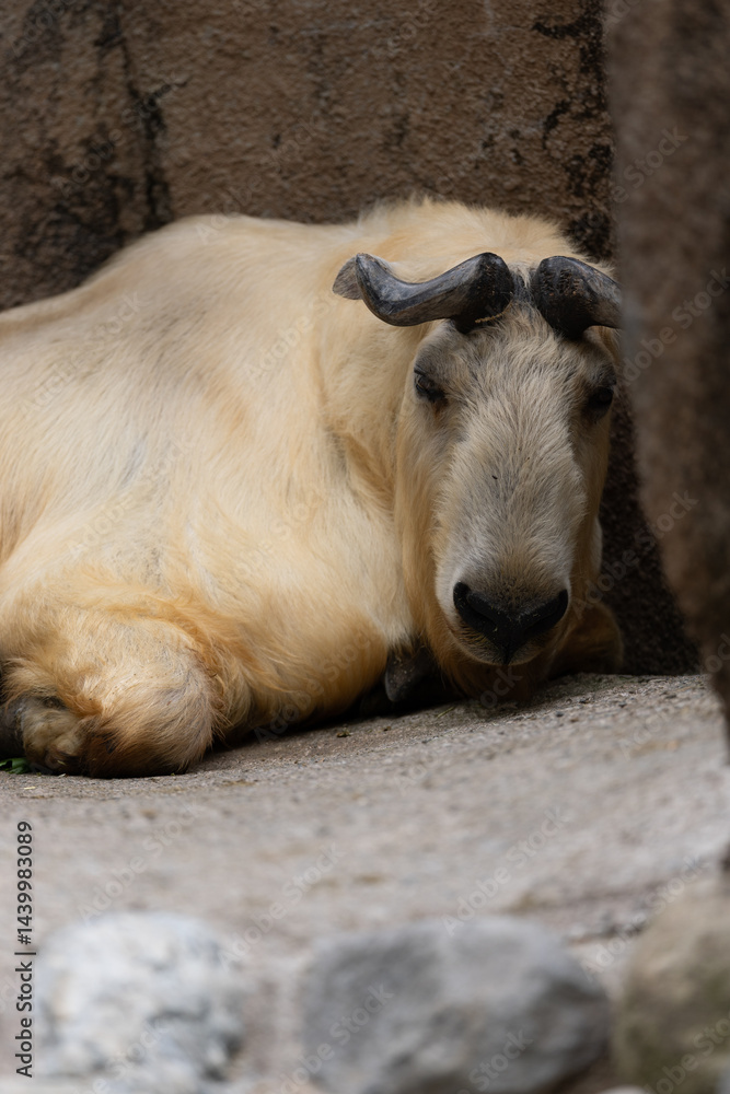 Fototapeta premium お昼寝ゴールデンターキン