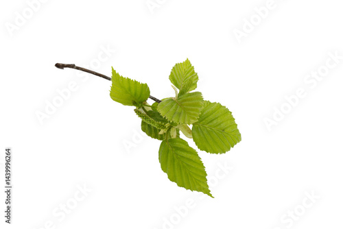 birch tree branch with three leaves close up isolated on white background. spring view