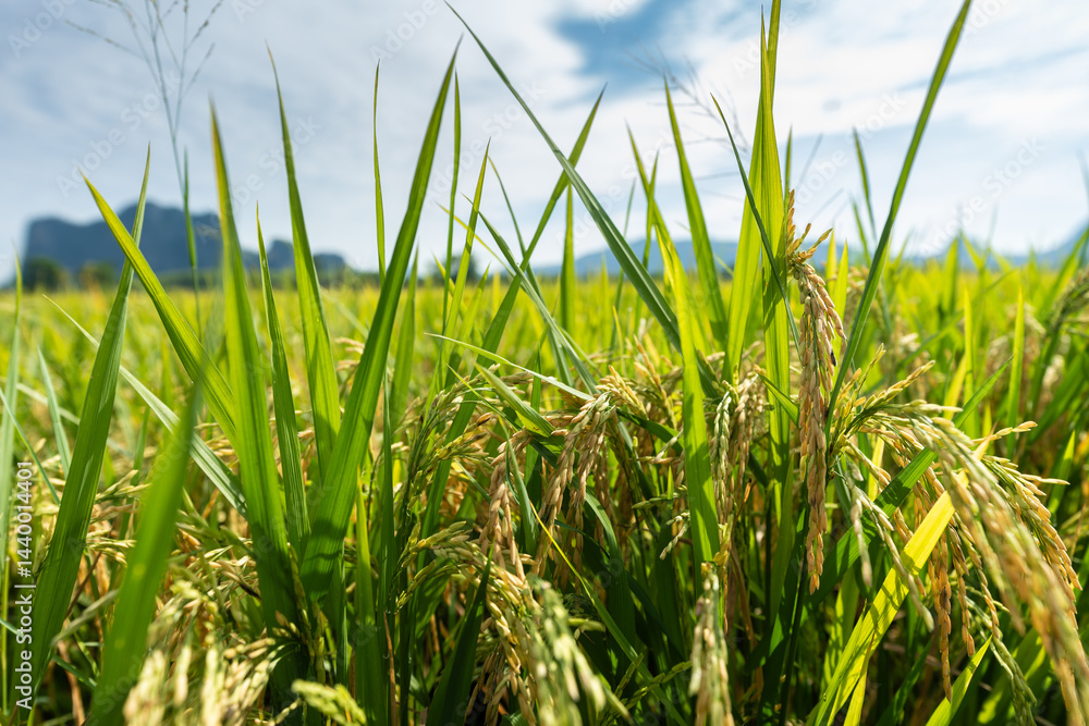 Obraz premium Lush rice plants with full, heavy grain heads — standing tall and ready for harvest, a symbol of abundance and the beauty of rural farming life.