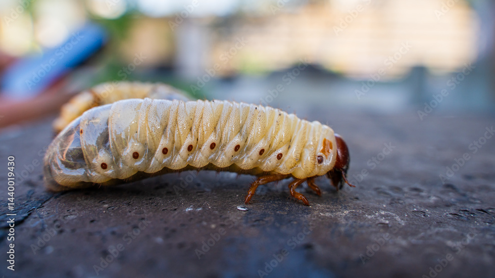 Naklejka premium Large rhinoceros beetle larva, close-up