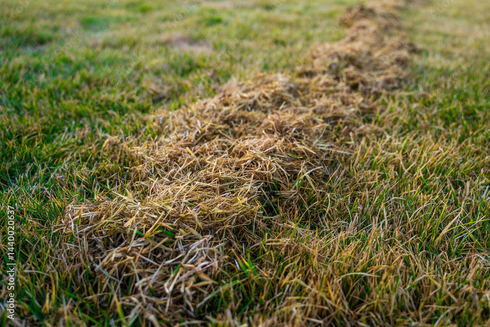 The process of lawn care after winter, combing the grass. Cleaning the grass after winter. Lawn care in the spring The process of lawn care after winter, combing the grass. Cleaning the grass after winter. Lawn care in the spring