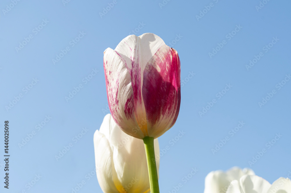 Pink tulip with blue sky in background.. Spring flowers.