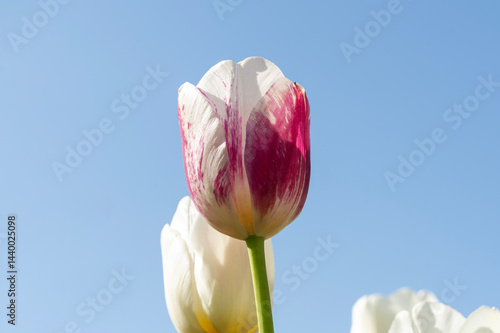 Pink tulip with blue sky in background.. Spring flowers.