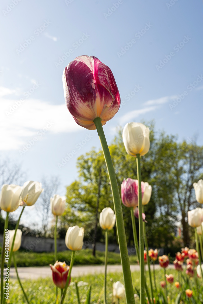 White and pink tulips with blue sky in background.. Spring flowers.