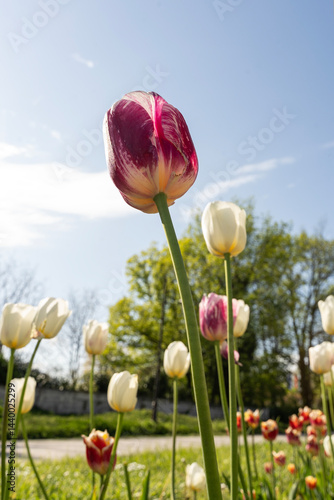 Obraz na płótnie White and pink tulips with blue sky in background.. Spring flowers. w salonie