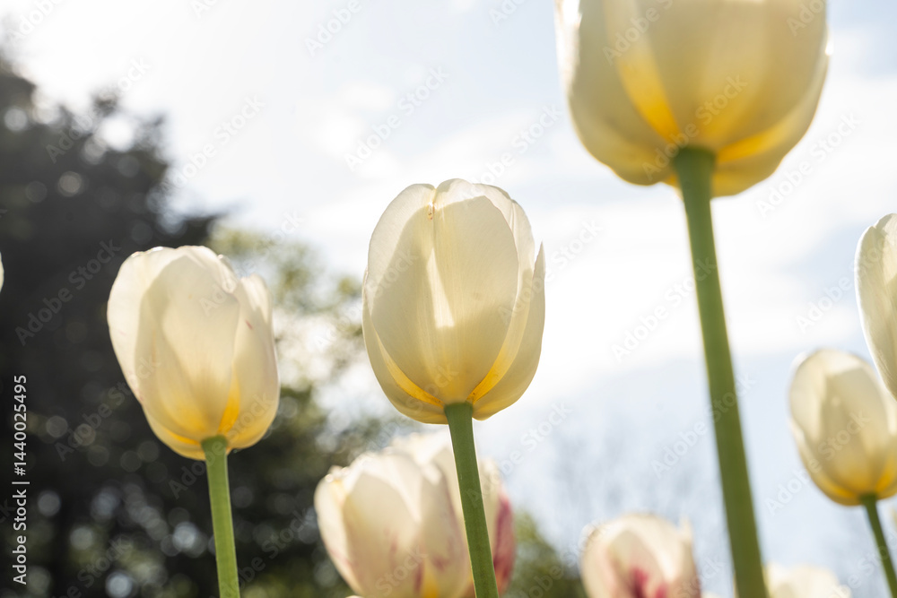 White tulips and blue sky in background.. Spring flowers.