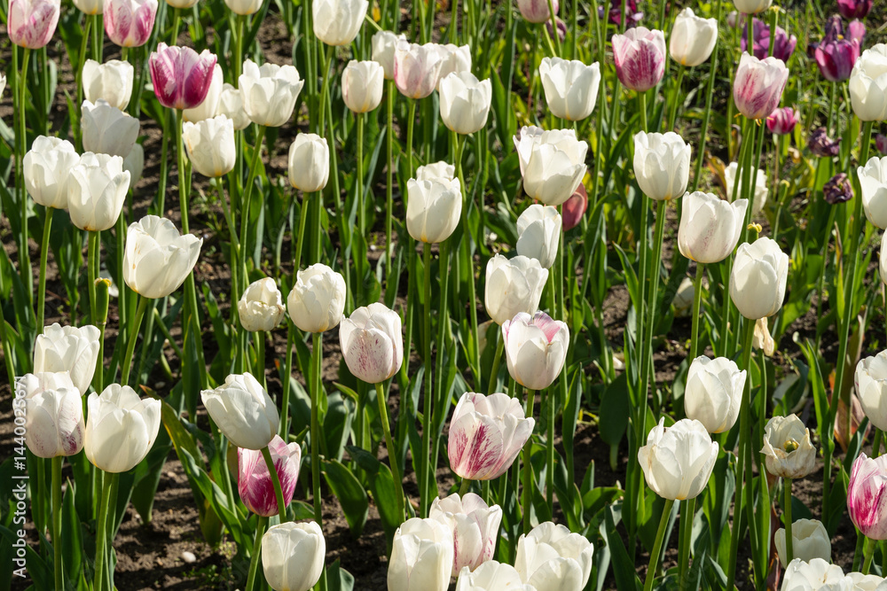 Field of Tulips. Spring flowers.