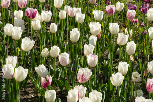 Obraz na płótnie Field of Tulips. Spring flowers. w salonie