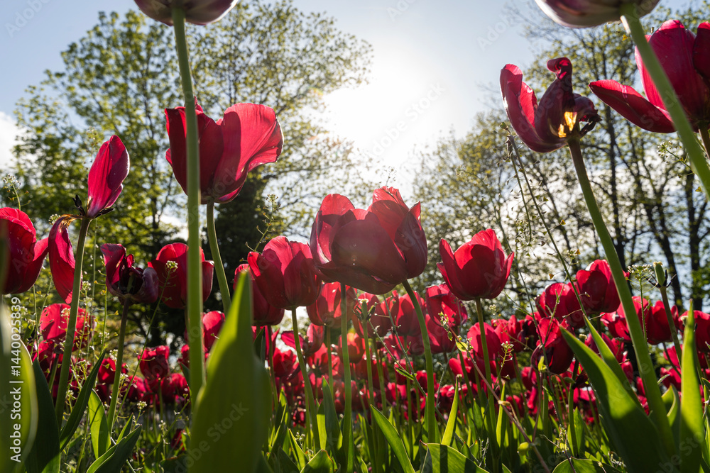 Red tulips infront of the sun.. Spring flowers.