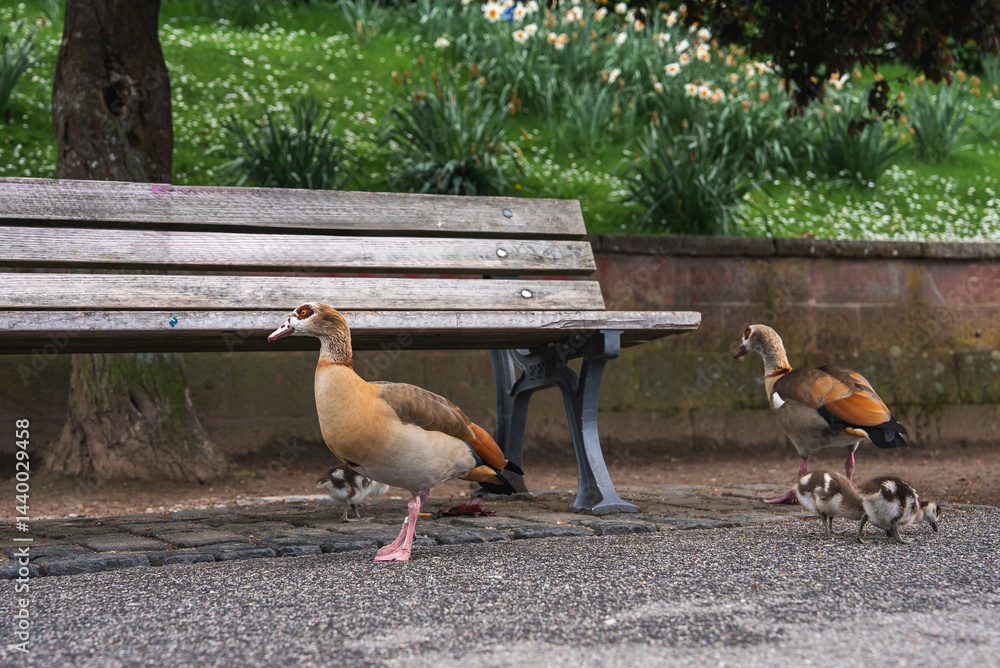 A serene park in Frankfurt, Germany, with a wooden bench, a family of Egyptian geese, a green lawn, blooming flowers, and a low stone wall.