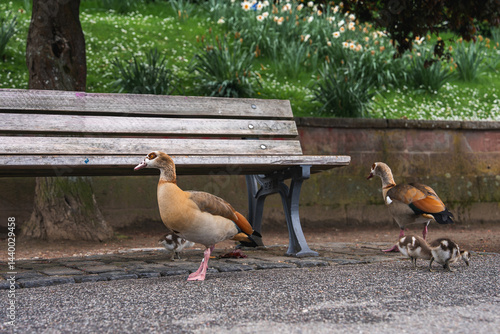 A serene park in Frankfurt, Germany, with a wooden bench, a family of Egyptian geese, a green lawn, blooming flowers, and a low stone wall.