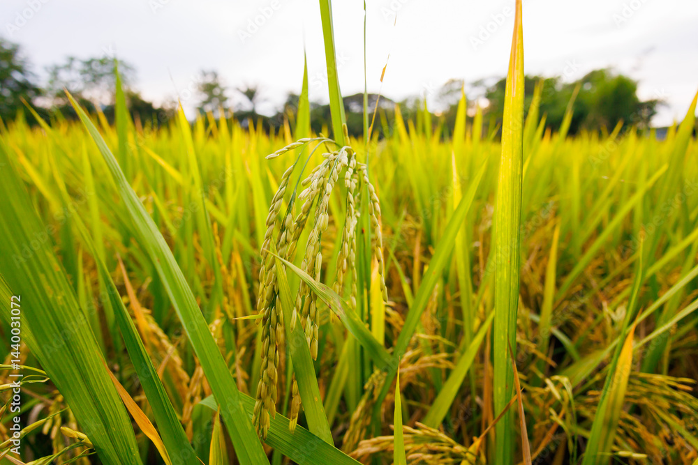 In the heart of the rice field, golden stalks bow under the weight of their full, ripe grains, ready for harvest.