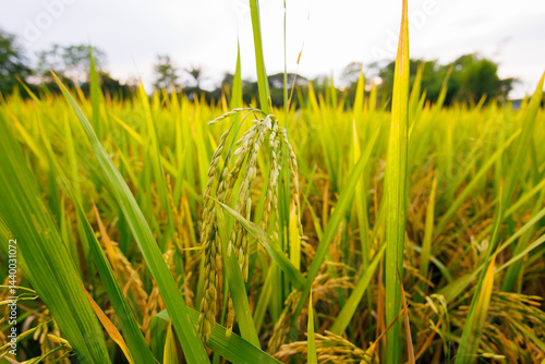 Obraz na płótnie In the heart of the rice field, golden stalks bow under the weight of their full, ripe grains, ready for harvest. w salonie