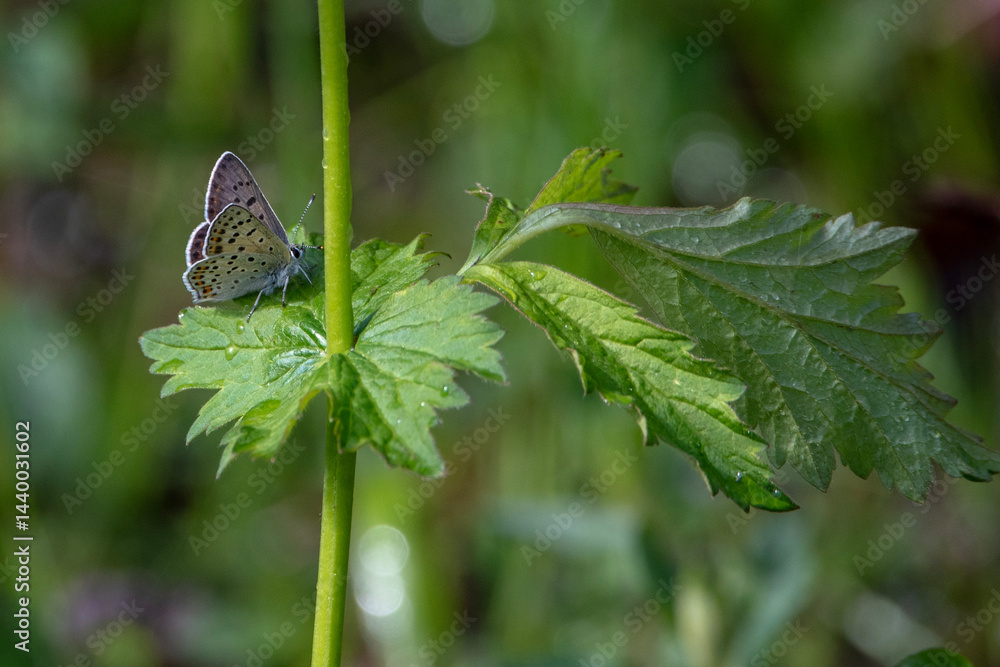 butterfly, insect, nature, macro, flower, animal