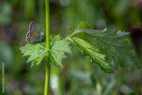 Obraz na płótnie butterfly, insect, nature, macro, flower, animal w salonie