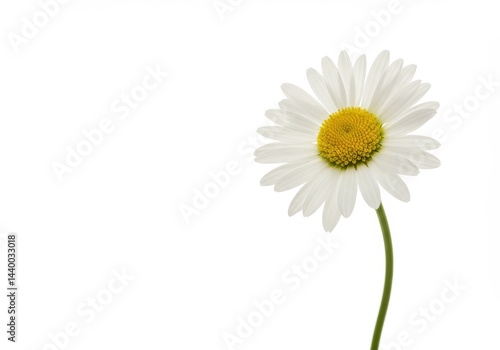 Wallpaper Mural Close up of a single daisy with white petals and yellow center on a white background in studio lighting Torontodigital.ca