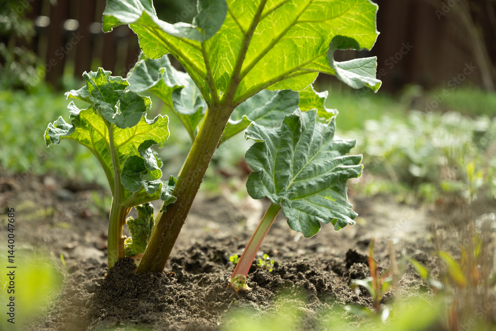 Close up of fresh rhubarb plants in garden soil. Large green leaves and thick stems healthy plant. Organic trendy vegetables. Harvesting in home garden.