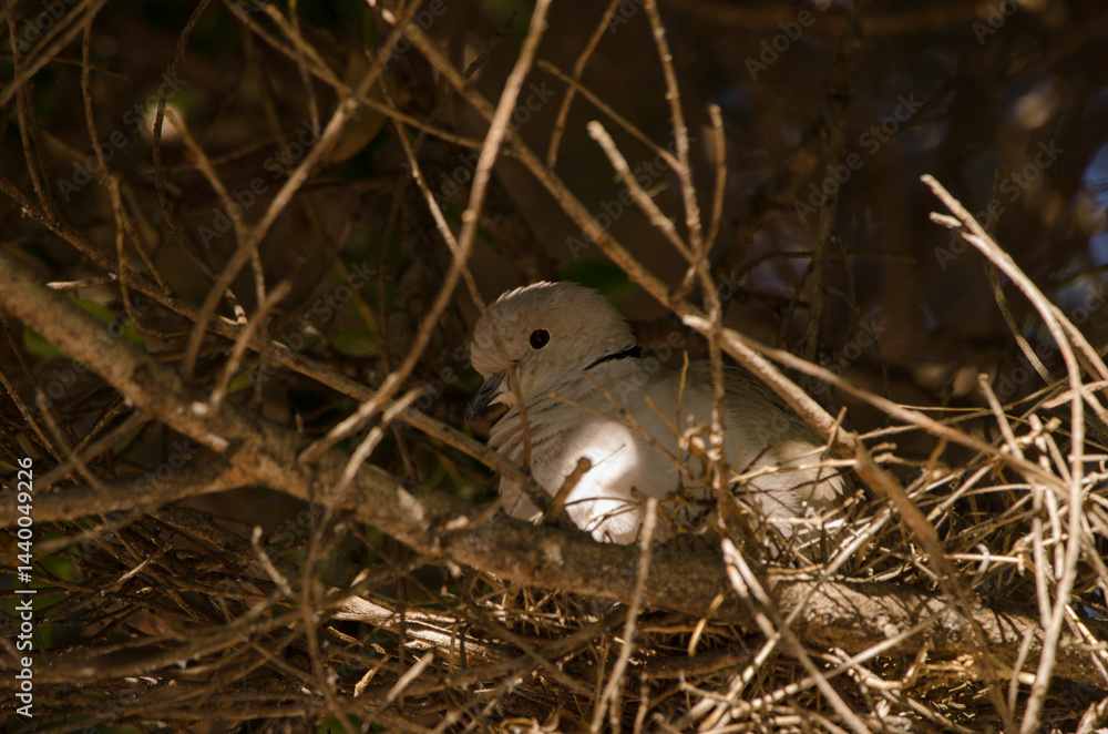 Obraz premium Barbary dove Streptopelia risoria in its nest. Las Palmas de Gran Canaria. Gran Canaria. Canary Islands. Spain.