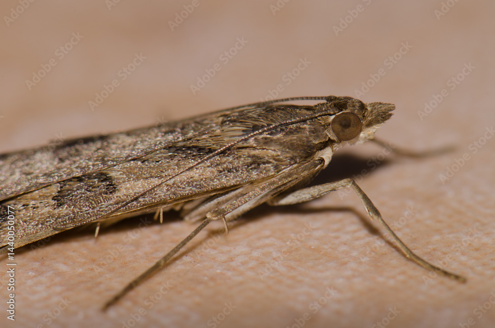 Fototapeta premium Detail of a moth. Las Palmas de Gran Canaria. Gran Canaria. Canary Islands. Spain.