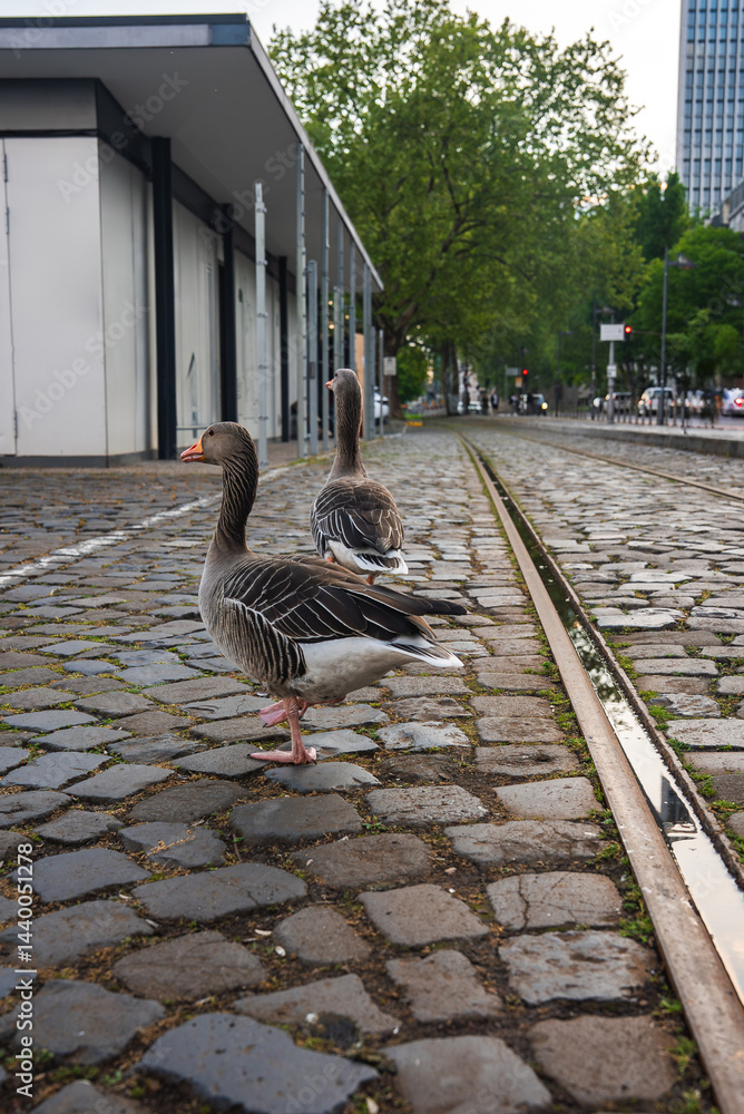 Two geese stand on a cobblestone street with tram tracks, surrounded by a modern building, tree lined street, and urban park in Frankfurt, Germany.