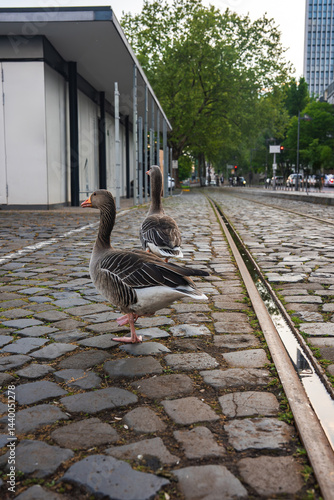 Obraz na płótnie Two geese stand on a cobblestone street with tram tracks, surrounded by a modern building, tree lined street, and urban park in Frankfurt, Germany. w salonie