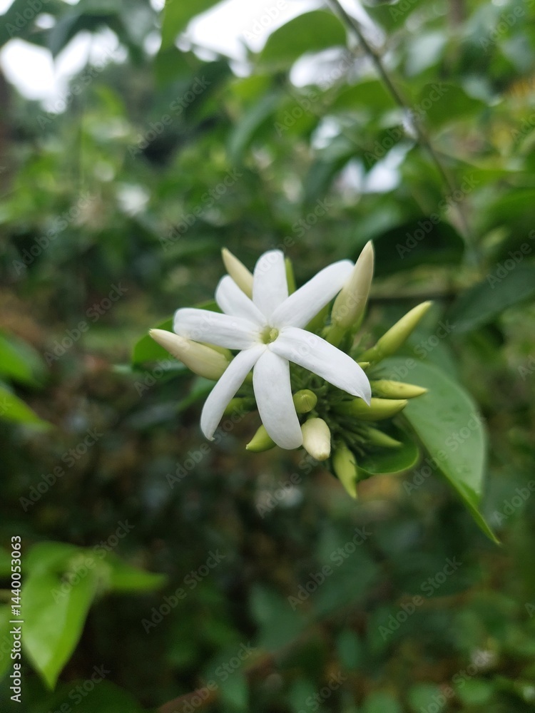 Fototapeta premium white flower in the garden