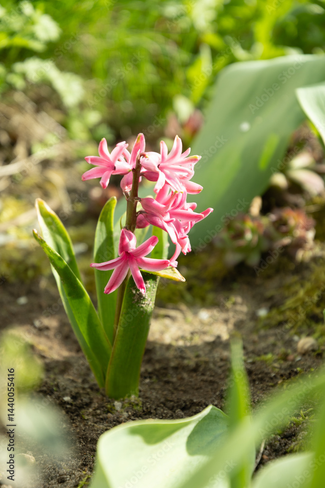 Pink hyacinth flower blooming vibrantly lush green foliage in sunlit garden. Spring fresh growth and natural beauty. Outdoors. Spring season gardening.