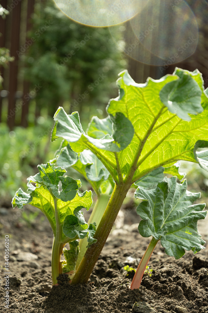 Close up of fresh rhubarb plants in garden soil. Large green leaves and thick stems healthy plant. Organic trendy kitchen garden. Harvesting in home garden. Kitchen garden.