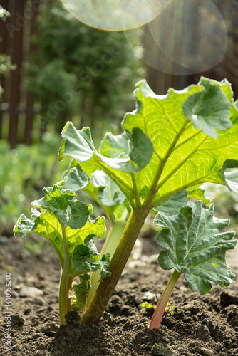 Obraz na płótnie Close up of fresh rhubarb plants in garden soil. Large green leaves and thick stems healthy plant. Organic trendy kitchen garden. Harvesting in home garden. Kitchen garden. w salonie