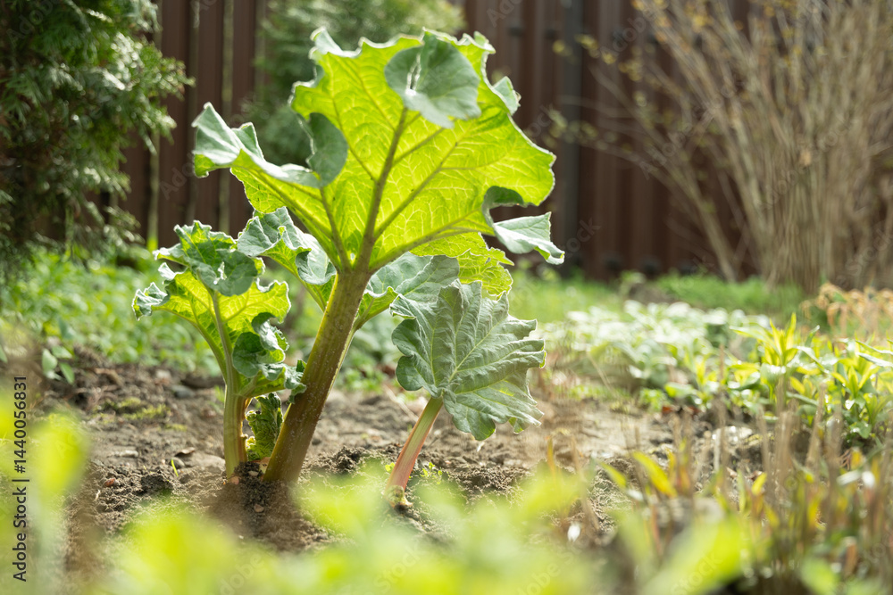 Close up of fresh rhubarb plants in garden soil. Large green leaves and thick stems healthy plant. Organic trendy vegetables. Harvesting in home garden.