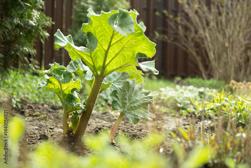 Obraz na płótnie Close up of fresh rhubarb plants in garden soil. Large green leaves and thick stems healthy plant. Organic trendy vegetables. Harvesting in home garden. w salonie