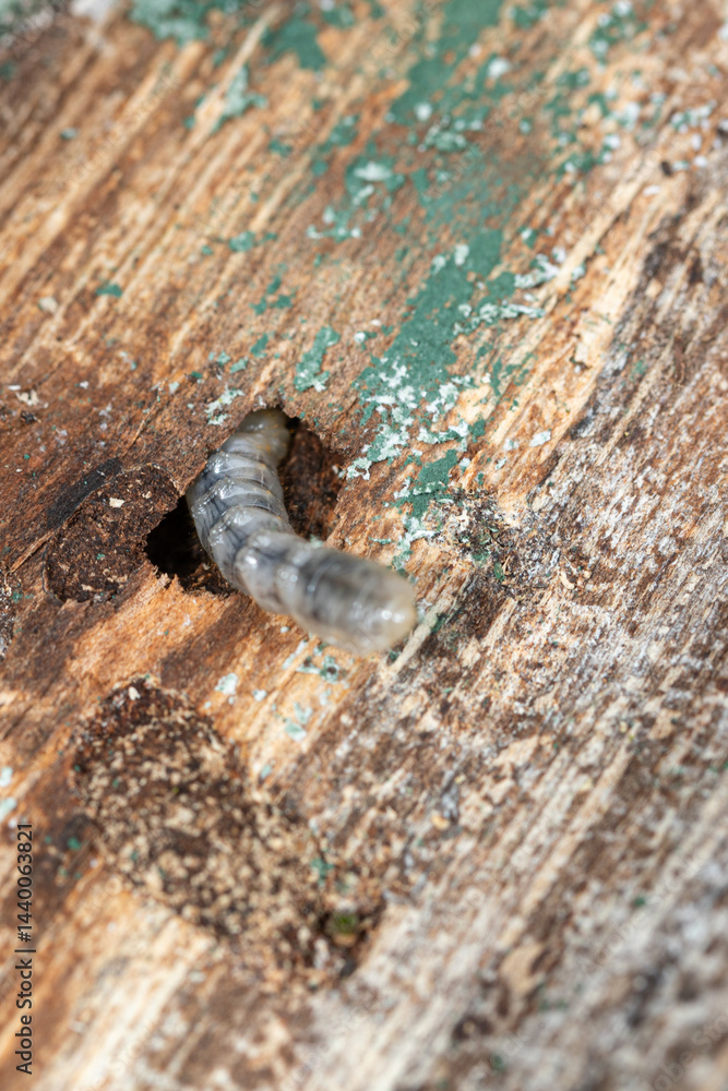 White wood-boring beetle larva grub in a hole in damaged timber. Shows its habitat and segmented body.
