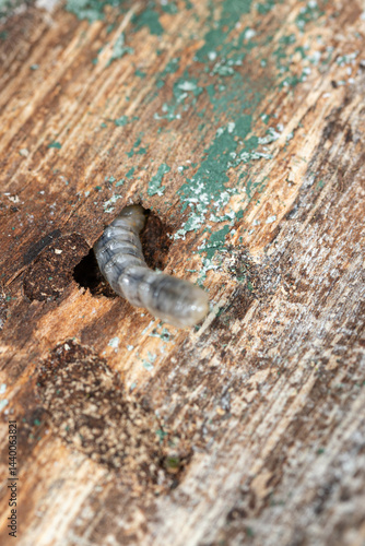 Obraz na płótnie White wood-boring beetle larva grub in a hole in damaged timber. Shows its habitat and segmented body. w salonie