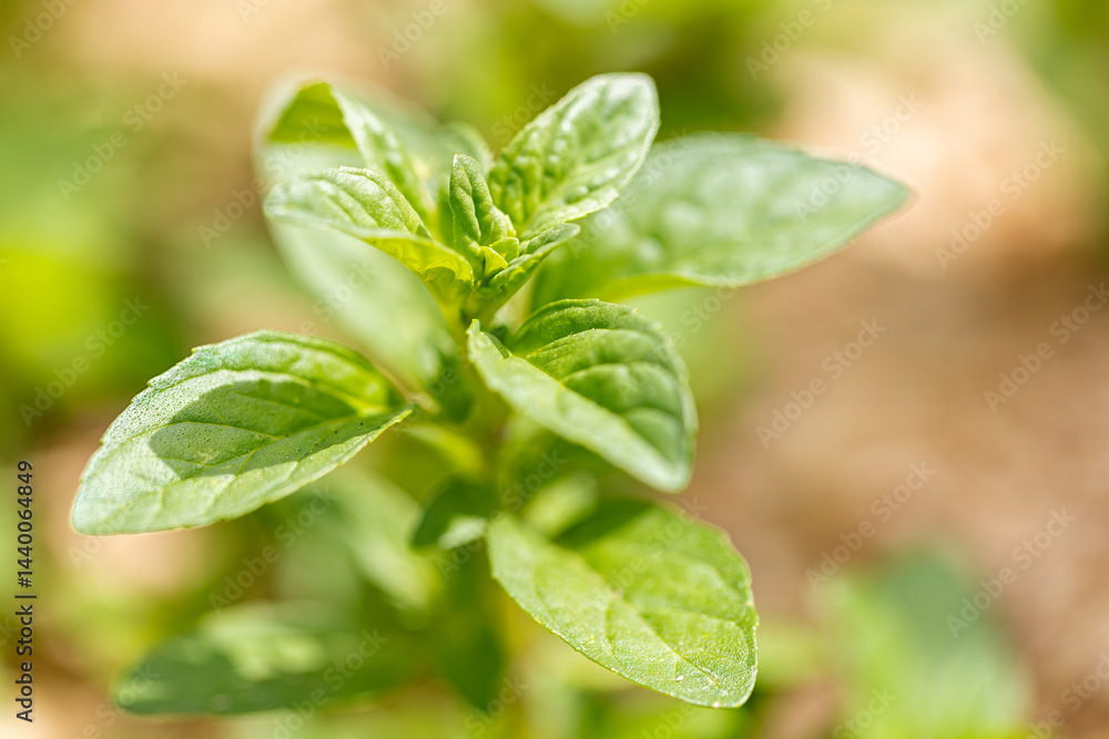 Detailed shot of healthy green leaves of an aromatic plant, likely Pennyroyal Mint. Shows texture and veins in sunlight.