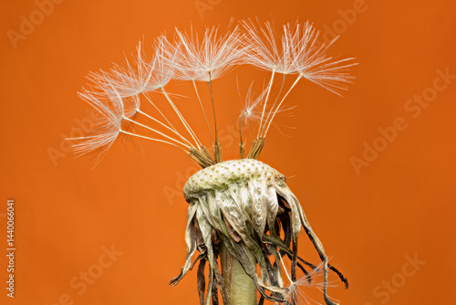 dandelion achene Taraxacum, macro, seed