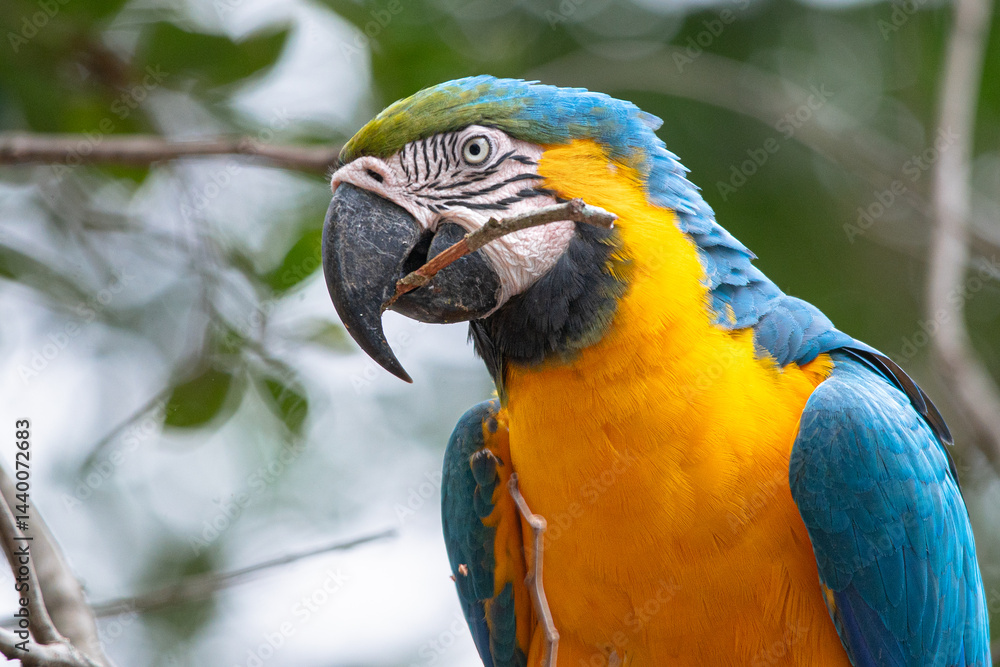 Obraz premium Arara-canindé