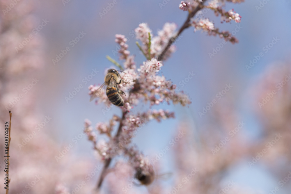 insect, bee, flower, nature, macro, fly, wasp, honey, bug, spring, yellow, animal, closeup, pollen, black, sting, summer, plant, wing, blossom, bumblebee, wildlife, close-up, nectar, garden insect, bee, flower, nature, macro, fly, wasp, honey, bug, spring, yellow, animal, closeup, pollen, black, sting, summer, plant, wing, blossom, bumblebee, wildlife, close-up, nectar, garden